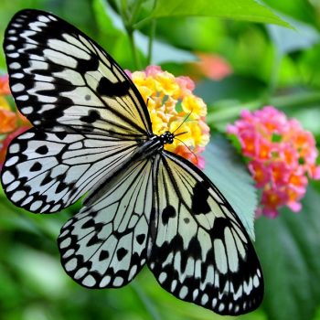 Farfalla 1