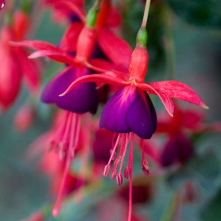 Bush fucsia